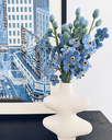 Myosotis