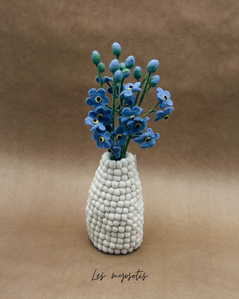 Myosotis
