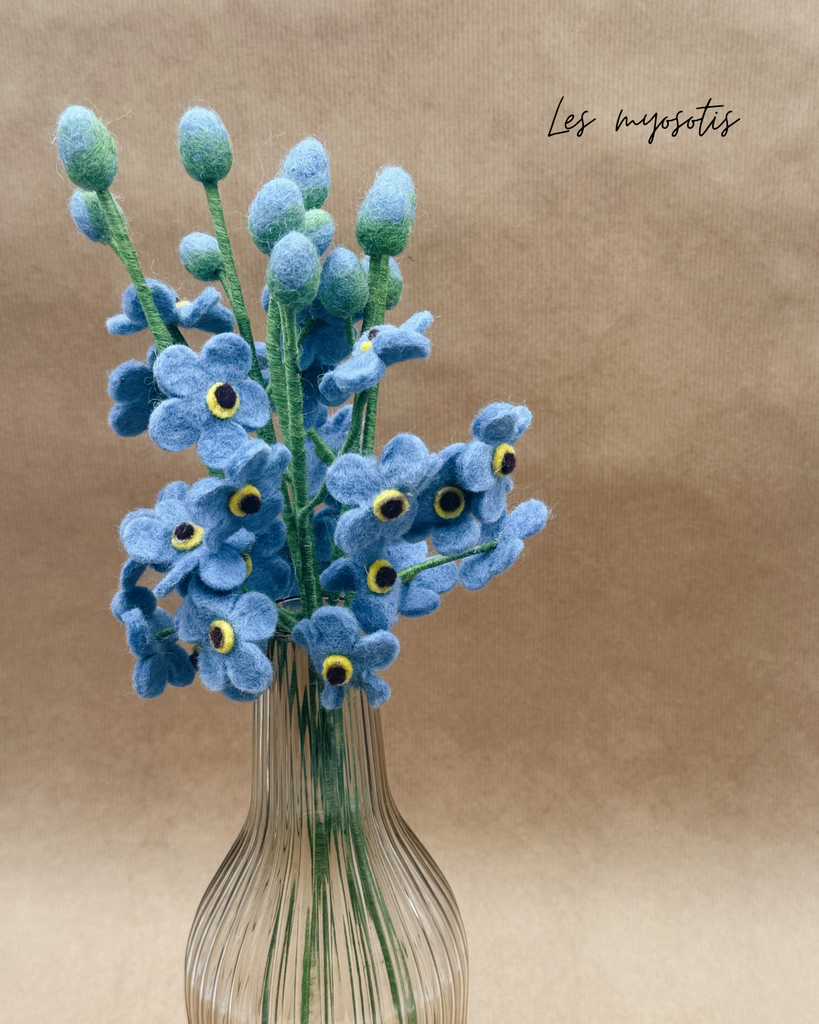 Myosotis