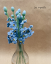 Myosotis