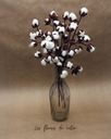 Cotton flower