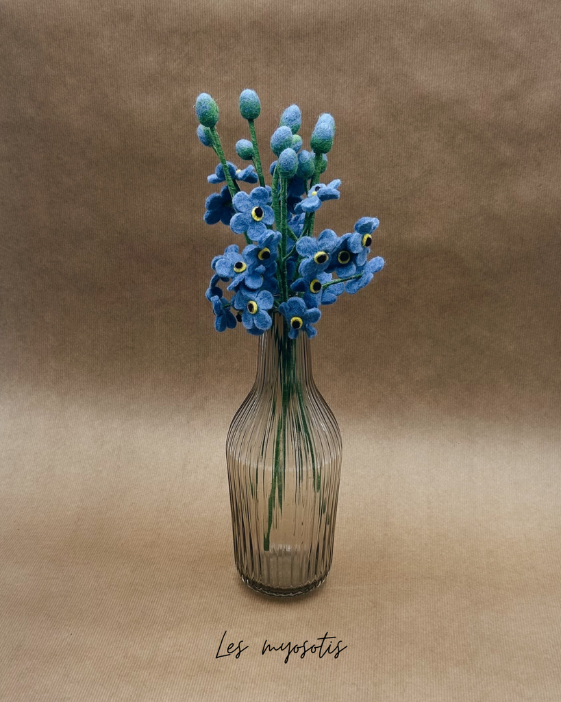 Myosotis
