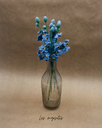 Myosotis