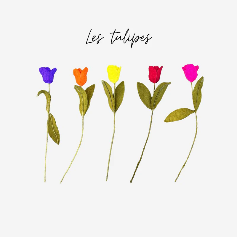 mixed color tulip